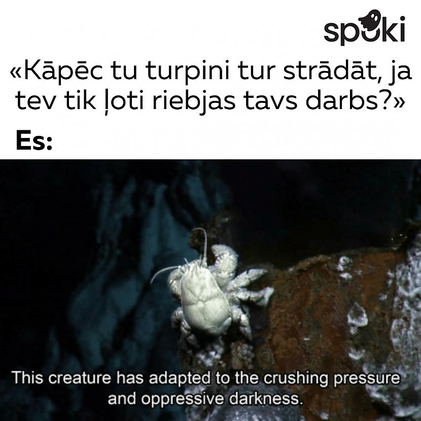  Autors: matilde 15 smieklīgas memes par darbu, kas jāredz visiem, tikai ne pašam priekšniekam