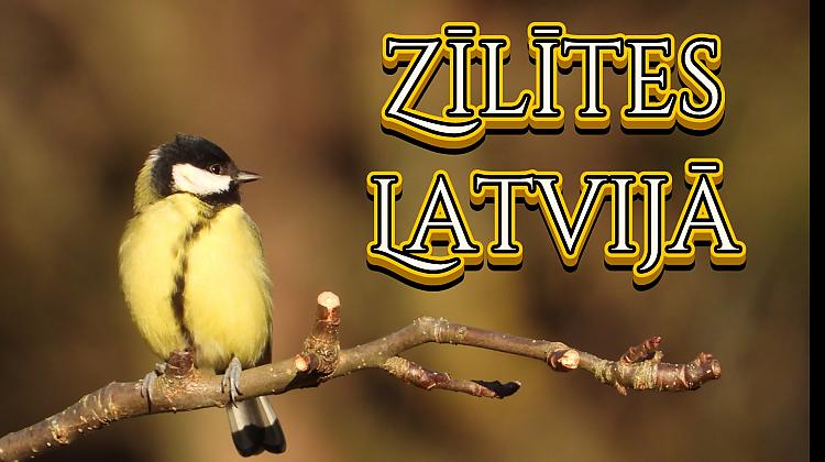 Zīlītes Latvijā