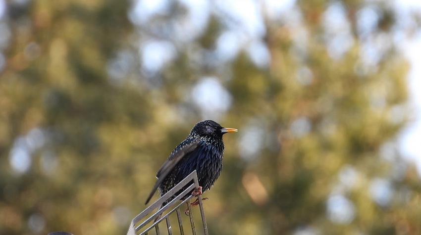 Mājas strazds (Sturnus vulgaris) - 2025. gada putns