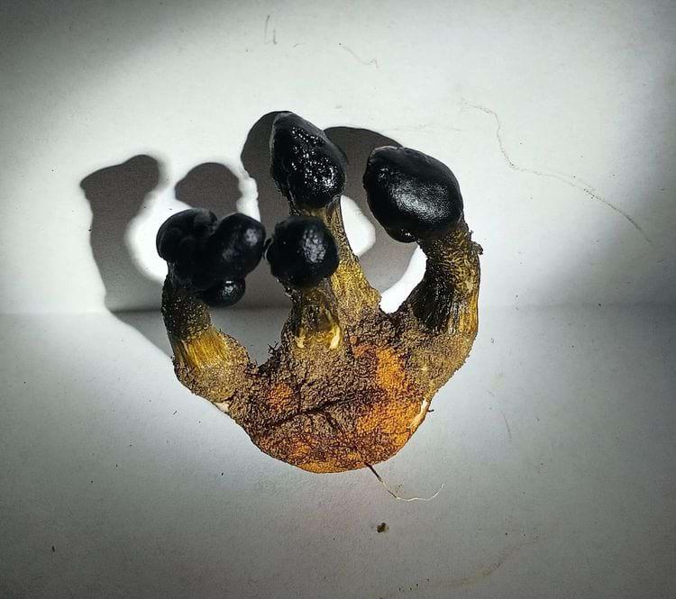 Tolypocladium httpsieejlv8UALg... Autors: Zibenzellis69 Sēņu fotogrāfijas, kas pierāda to, ka iespējams tās nākušas no citas pasaules