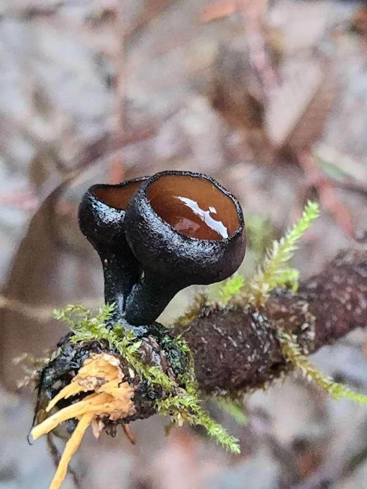 Krātera urnula  līdzīga sēne... Autors: Zibenzellis69 Sēņu fotogrāfijas, kas pierāda to, ka iespējams tās nākušas no citas pasaules
