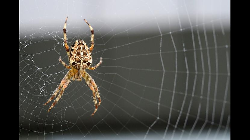 4 Kas zirnekli nosit tas nosit... Autors: Zirnrēklis Latviešu ticējumi par zirnekļiem