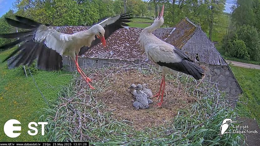  Autors: matilde FOTO ⟩ Apskaties, kā izauguši mazie stārķi Tukuma novadā