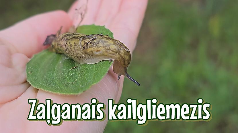  Autors: skSintija Zaļganais kailgliemezis