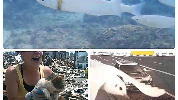 Tauta internetā dalās ar retiem, neticamiem notikumiem, kuriem ir grūti noticēt